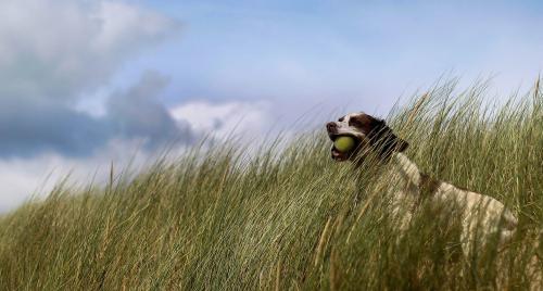 Oasis Animal Hospital