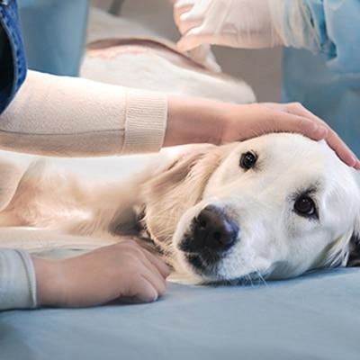 Local Vets Halesowen