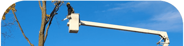 Green Thumb Tree Specialists Inc.