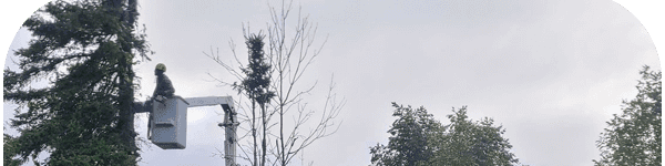 Green Thumb Tree Specialists Inc.