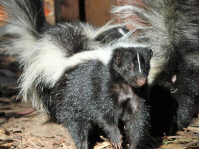 Animal Removal