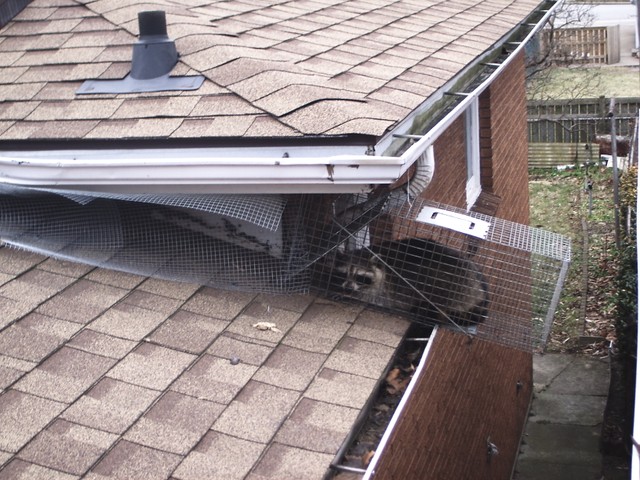 Wildlife Control