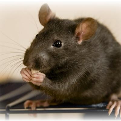 Pro Trap Wildlife Control & Pest Management
