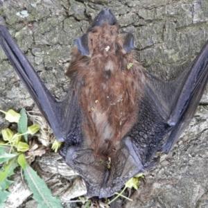 Pro Trap Wildlife Control & Pest Management