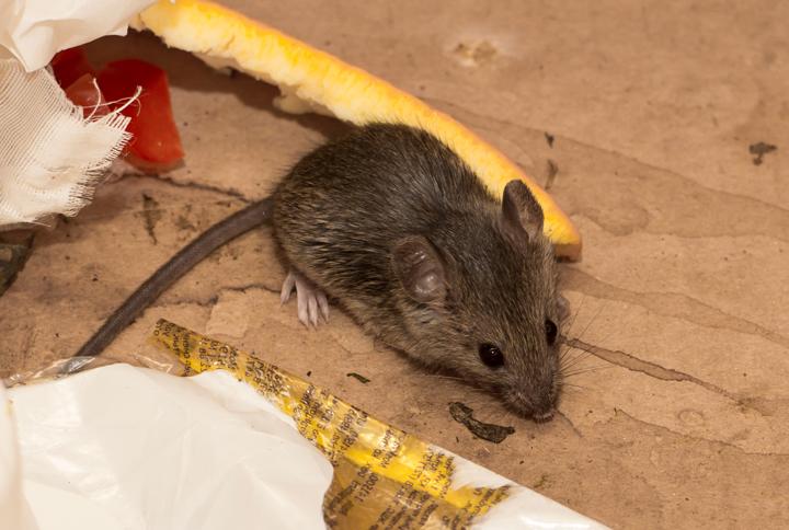 Pro Trap Wildlife Control & Pest Management
