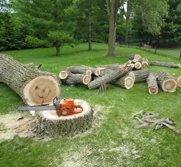 Peterborough Tree Removal