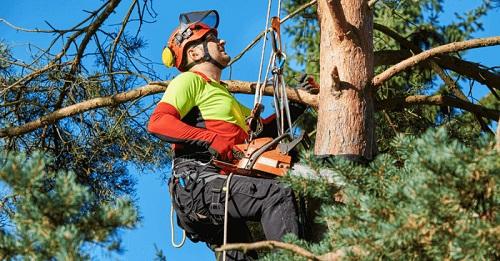 Tree Surgeon Glasgow