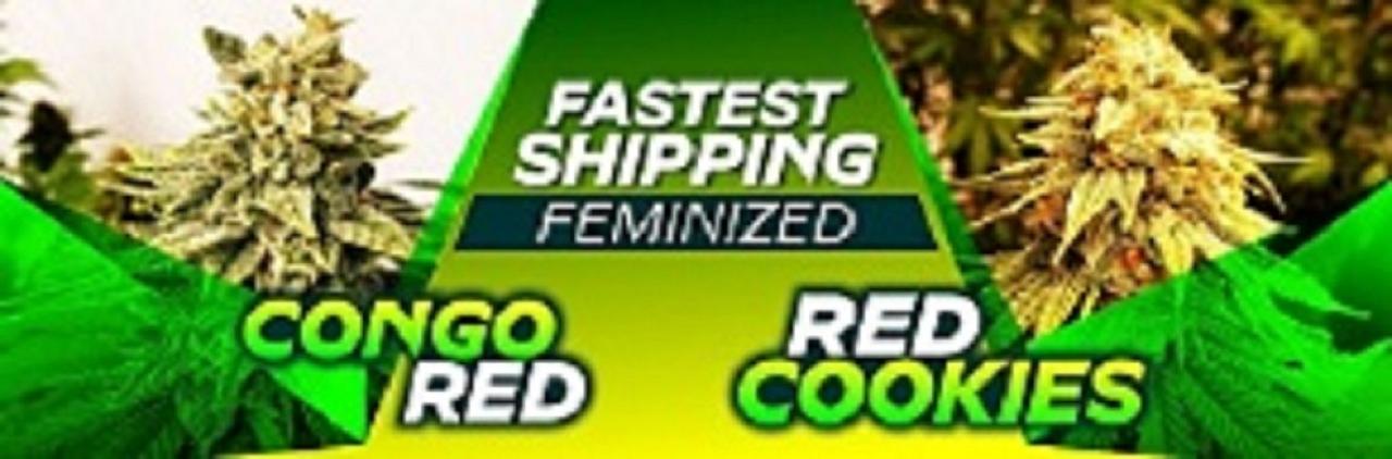 Marijuana Seed Connect