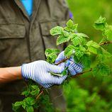 The Tree Removal Pros
