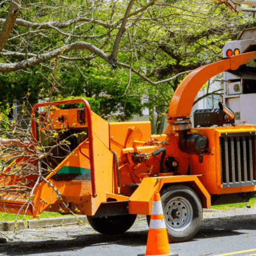 Affordable Tree Service Charlotte