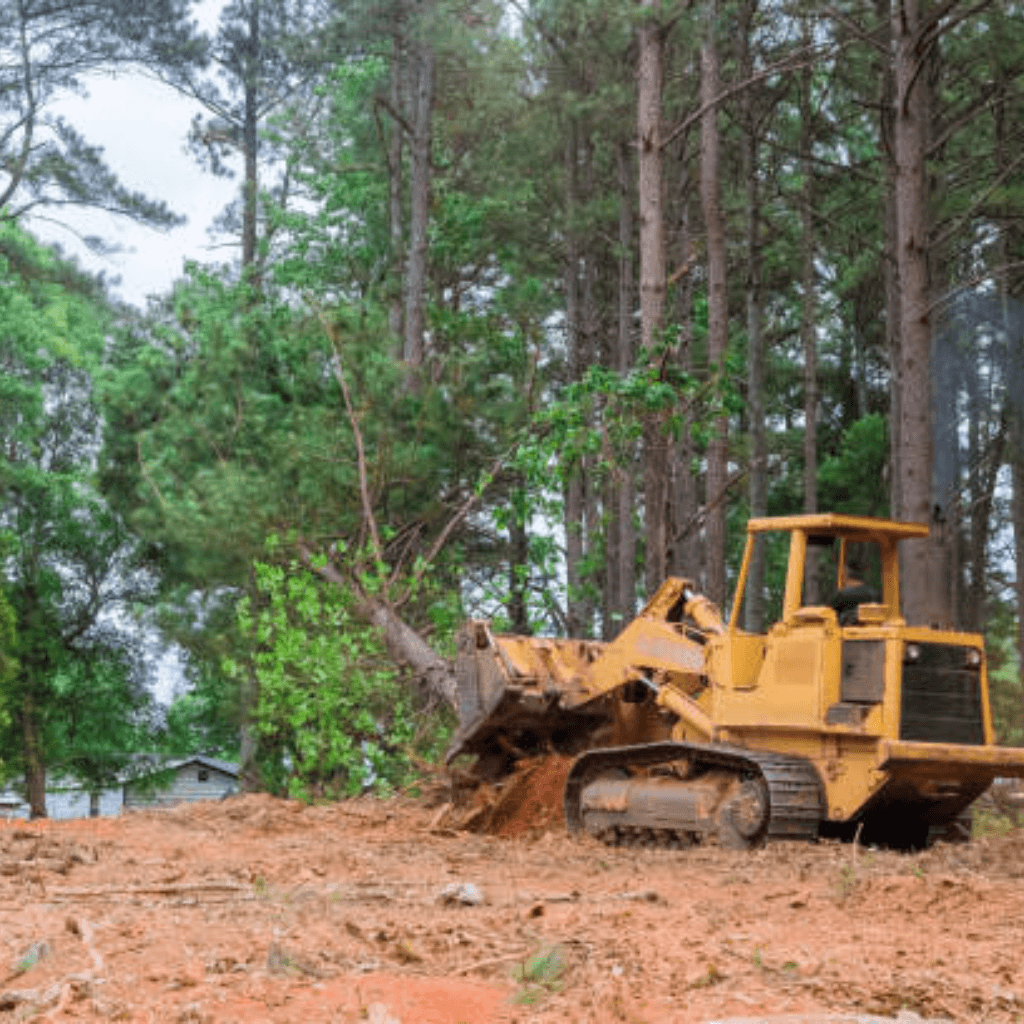 Affordable Tree Service Charlotte