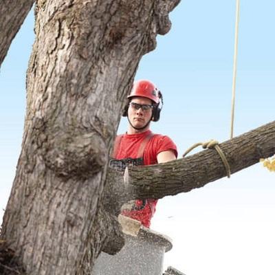 Affordable Tree Service Charlotte