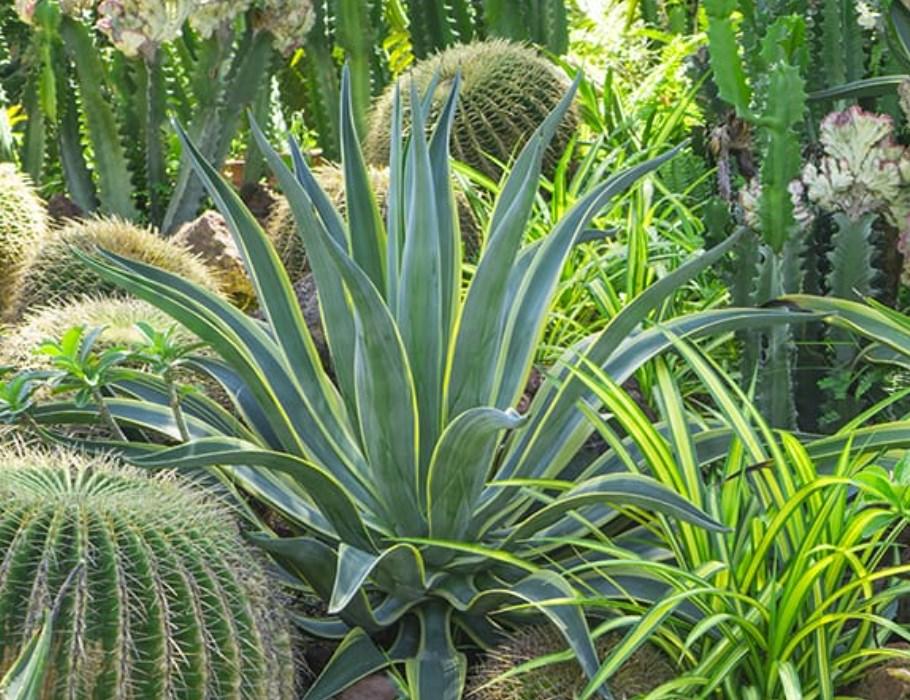Sprinkler System Repair Phoenix AZ