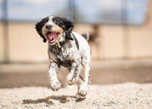 Flash Dog Training Broomfield Colorado