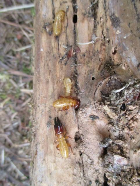 Home Inspections Tumwater WA