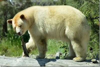 Kamloops city landmark