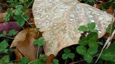 Clover city landmark
