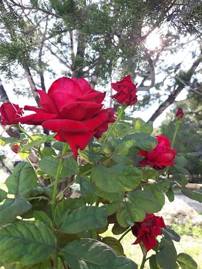 Dripping Springs city landmark