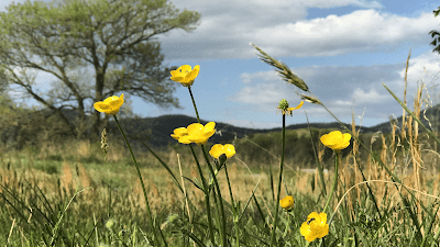 Nellysford city landmark